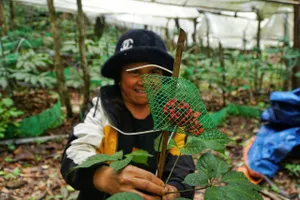 Người vùng cao Quảng Ngãi biến đại ngàn thành 'sinh kế xanh'