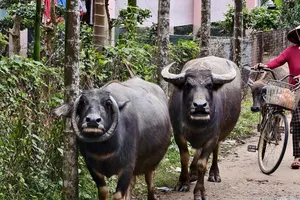 Độc lạ con trâu có cặp sừng cong ôm mặt ở Đà Nẵng
