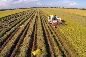 Đề xuất mở rộng đối tượng nhận chuyển nhượng quyền sử dụng đất trồng lúa