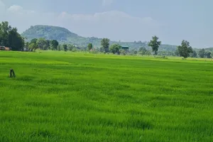 Quy định mới về cá nhân không trực tiếp canh tác nhận chuyển nhượng đất trồng lúa