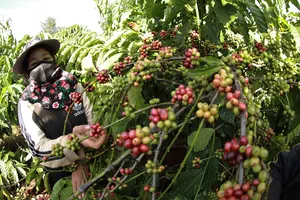 Vì sao thị trường mua bán qua Sở Giao dịch hàng hóa chưa phát triển?