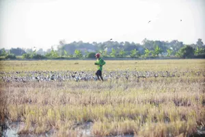 Đàn vịt đi qua ruộng đẻ trứng, trứng thuộc về ai?