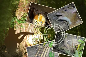 Bảo vệ thú rừng: Nhìn từ… 'nói không với thịt chó'