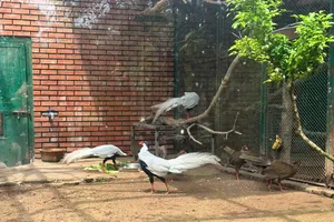 Quy định của pháp luật về gà lôi trắng