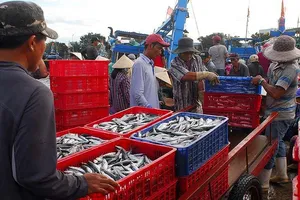 Giải tỏa bế tắc cho hơn 5.000 tấn cá kẹt tại cảng 