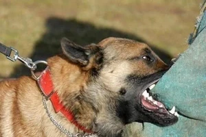 Chó cắn chết người, dân vẫn ngó lơ phòng dại