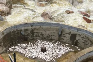 Lào Cai: Lũ quét làm các trang trại cá tầm, cá hồi thiệt hại 250 tỉ đồng