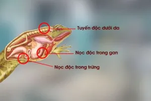 3 mẹ con ở Phú Thọ ngộ độc sau khi ăn thịt và trứng cóc