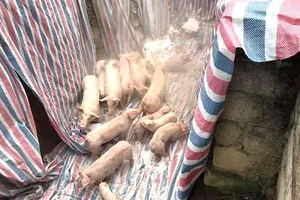 Dịch tả châu Phi lan rộng