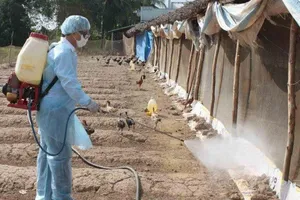 Chủng virus cúm gia cầm mới xuất hiện sát nách Việt Nam