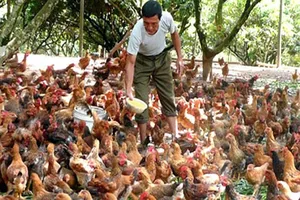 Ngành chăn nuôi gia cầm có nhiều cơ hội phát triển. do nhu cầu tiêu dùng trong nước về thịt gia cầm ngày càng tăng cao. 