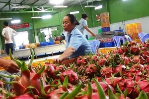 Thanh long là mặt hàng rất được ưa chuộng tại Nhật. Ảnh minh họa