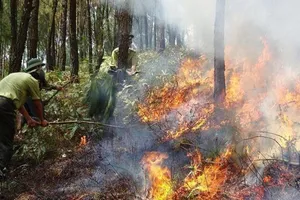 Báo động đỏ về cháy rừng trên cả nước