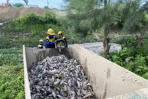 Cá chết hàng loạt sau mưa lớn ở Đà Nẵng