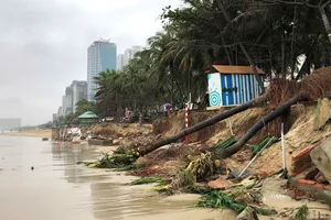 Bờ biển Mỹ Khê sạt lở nghiêm trọng, xót xa cho bãi biển đẹp nhất hành tinh