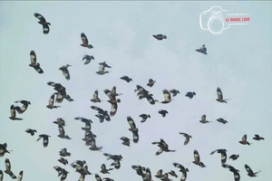 Hàng trăm con chim sáo nâu bay rợp trời bán đảo Sơn Trà