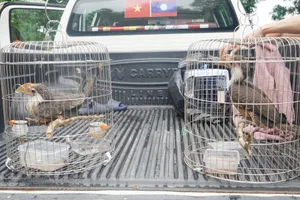 2 cá thể chim niệc nâu quý hiếm rủ nhau bay vào nhà dân