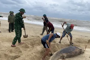 Xác cá heo trôi dạt vào bờ biển Nhật Lệ