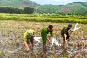 Lợi dụng mưa bão, đặt bẫy săn bắt chim trời