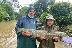 Huế: Gần 200 hộ nuôi cá lồng bè nguy cơ bị thiệt hại nặng vì nước lũ 