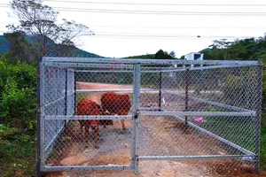 ‘Giam’ 36 con trâu, bò thả rông ở điểm du lịch để phạt chủ sở hữu