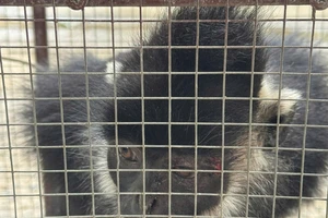 Bắt con Voọc đen Hà Tĩnh tấn công người ở Quảng Trị