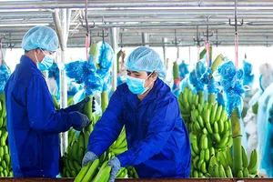 Công nhân HAGL đang đóng chuối vào thùng để xuất khẩu. Ảnh: TL 