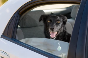 Chú chó đi vào kỷ lục Guinness vì biết mở kính xe