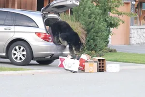 Kính xe ô tô có thể chịu nổi cú tát của gấu? 