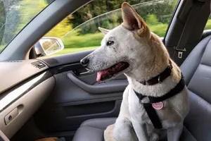 Vì sao đừng cho động vật ngồi ghế phụ ô tô?