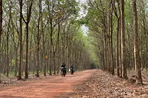 Nhiều công ty cao su đạt chứng chỉ quản lý rừng quốc tế