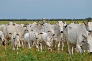 14.000 con bò sống Brazil đang trên đường nhập về Việt Nam