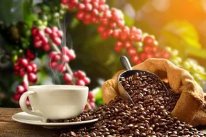 Thế giới uống cà phê giá cao vì chuỗi cung ứng tại Việt Nam bị đứt 