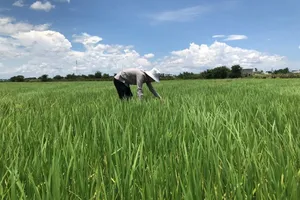 Nông dân đã chạm ngưỡng chịu đựng vì giá phân bón tăng cao 