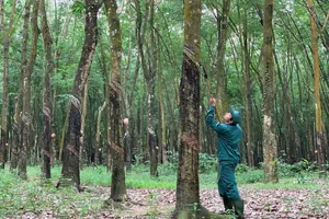 Ông lớn kinh doanh 'vàng trắng' kiếm tiền khủng