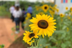 4 lý do này khiến bạn phải ăn hạt hướng dương ngay lập tức