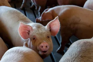 Đại gia chăn nuôi heo giảm lãi mạnh