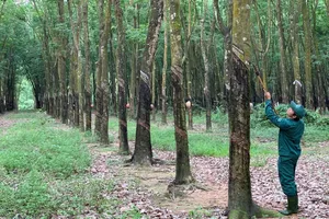 'Đại gia vàng trắng' thực sự thua kiện?