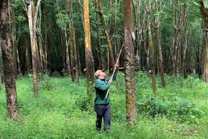 Tín chỉ carbon có nơi bán được gần 4 triệu đồng/tín chỉ