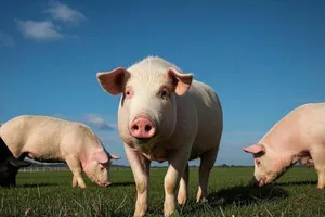 Giá thịt heo tăng vọt, đại gia nào đang dẫn đầu cuộc đua lợi nhuận?