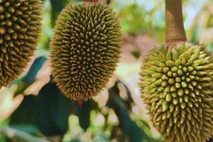 Bầu Đức hái quả ngọt nhờ kiên trì chăn nuôi heo, trồng sầu riêng