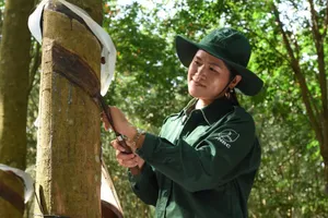 Ngành cao su phát triển robot cạo mủ, có thể làm việc bất kể mưa gió