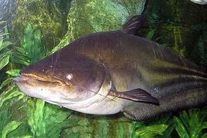 Cá leo nửa tạ xuất hiện ở TP Vinh