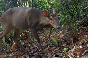 Lần đầu tiên phát hiện mang lớn tại Quảng Nam