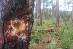 Rừng thông Lâm Đồng lại bị “bức tử” bằng hóa chất