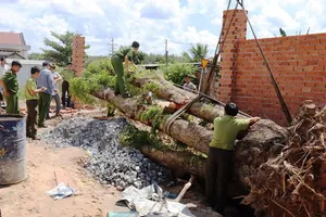 Vụ trộm cây giáng hương 100 tuổi gây xôn xao dư luận