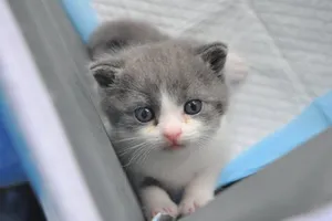 1 phụ nữ Nga bị bắt giữ do nuôi quá nhiều mèo?