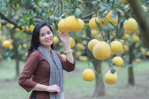 Vườn bưởi ở Hà Nội thu hút du khách tham quan mỗi ngày