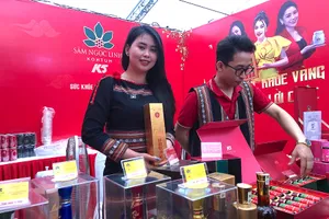 Cây sâm được trồng “xanh” trên đỉnh núi Ngọc Linh hoàn toàn bằng mùn đất tự nhiên tại núi, không sử dụng phân bón.