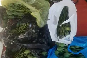 Hầu tòa vì mua quả thuốc phiện để… ngâm rượu